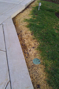 Grass damaged from salt applied to melt snow during winter