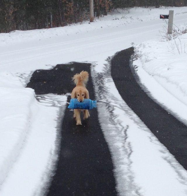 Heated driveway with heated tire tracks