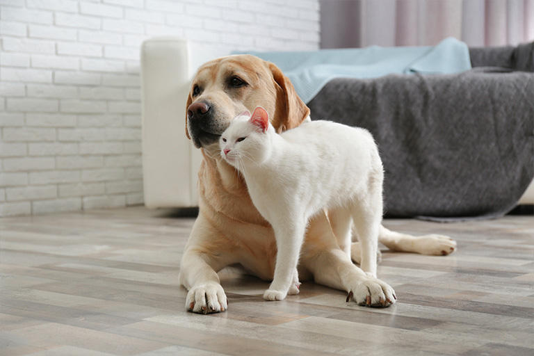 Dog and cat on warm floor